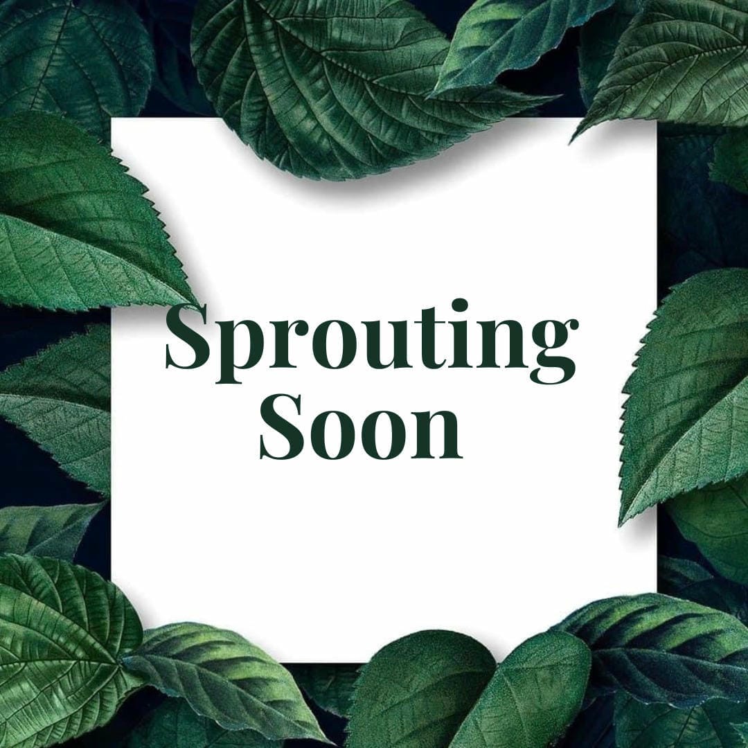 Nephrolepis exaltata ‘Whitmanii’ with its highly dissected, lace-like, feathery fronds.