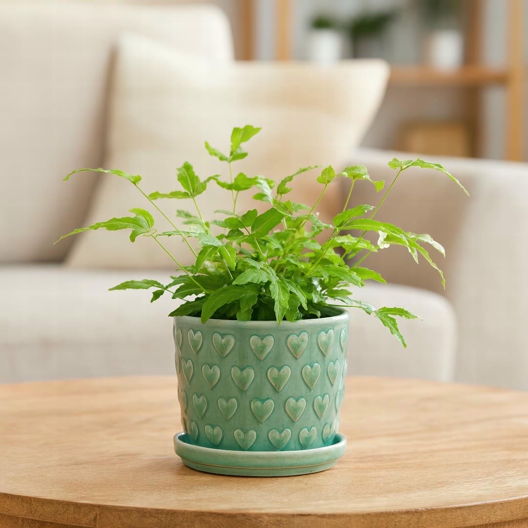 An elegant Brake Fern displayed as a centerpiece on a wooden coffee table in a well-lit living room.
