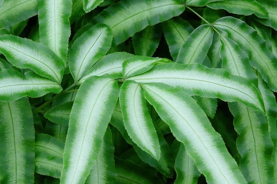 Close-up of variegated Pteris cretica fronds showing white striping details