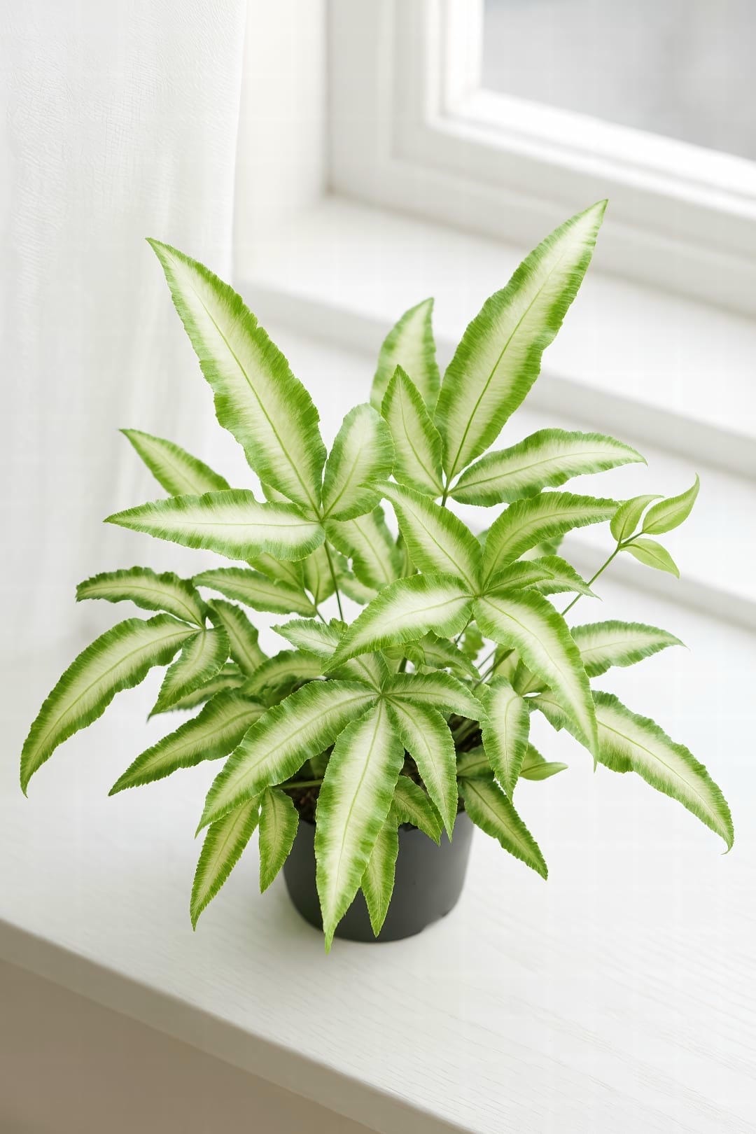 A lush Pteris cretica 'Albolineata' with its distinct white-striped fronds in a terracotta pot