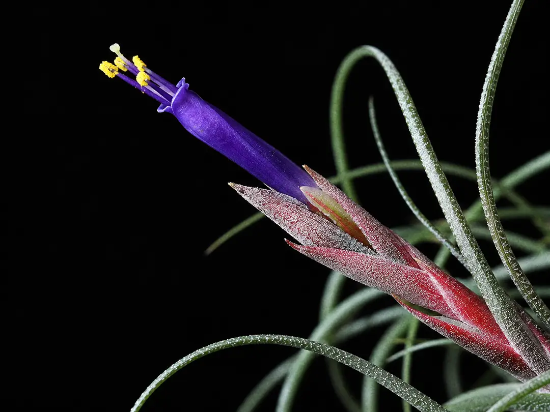 A macro close-up of a Tillandsia butzii inflorescence, showing a branched flattened flower spike with green and pink bracts tipped in red and narrow violet-purple tubular flowers emerging, against softly blurred speckled foliage
