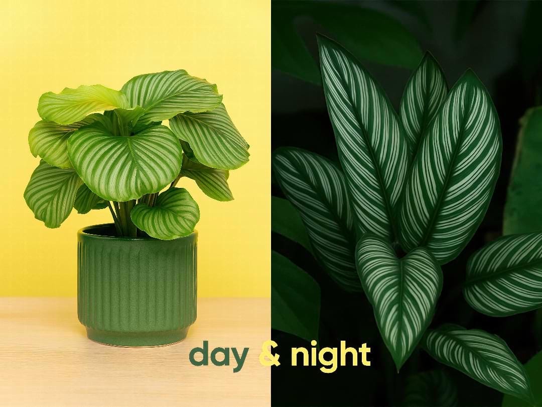 A split-screen image showing Calathea orbifolia leaves open during the day and folded up at night.