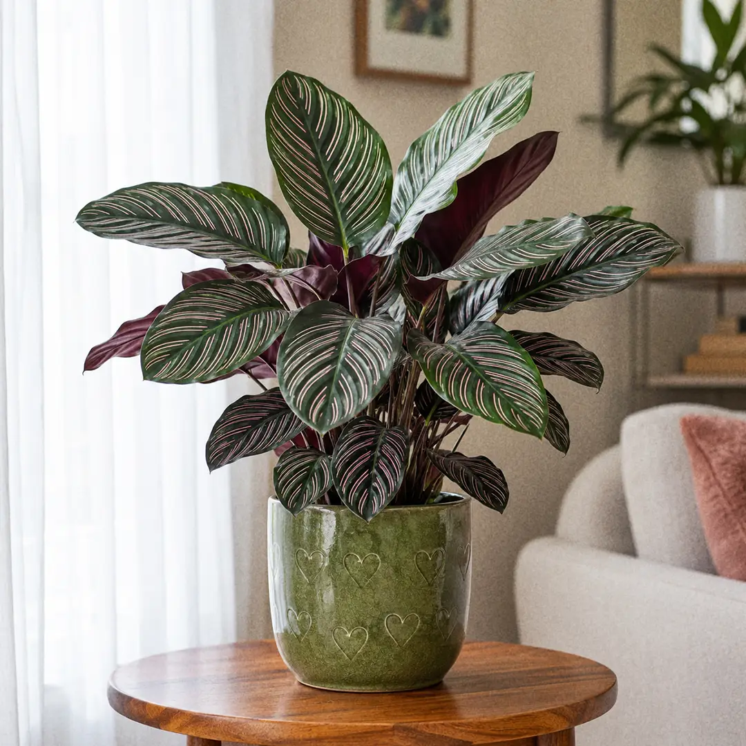 Calathea Pinstripe