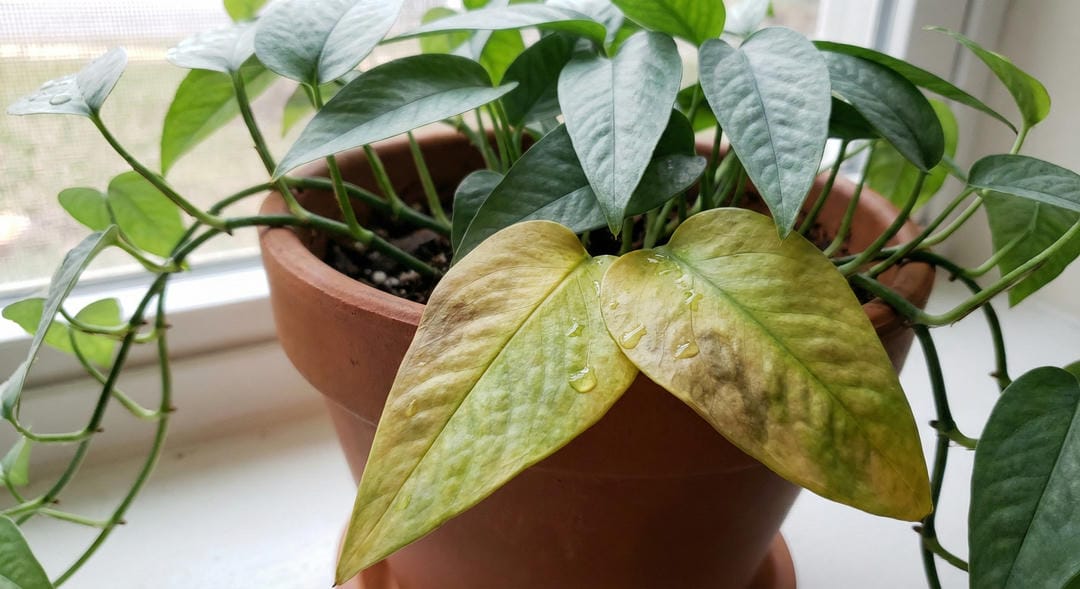 Cebu Blue Pothos with yellowing leaves from overwatering