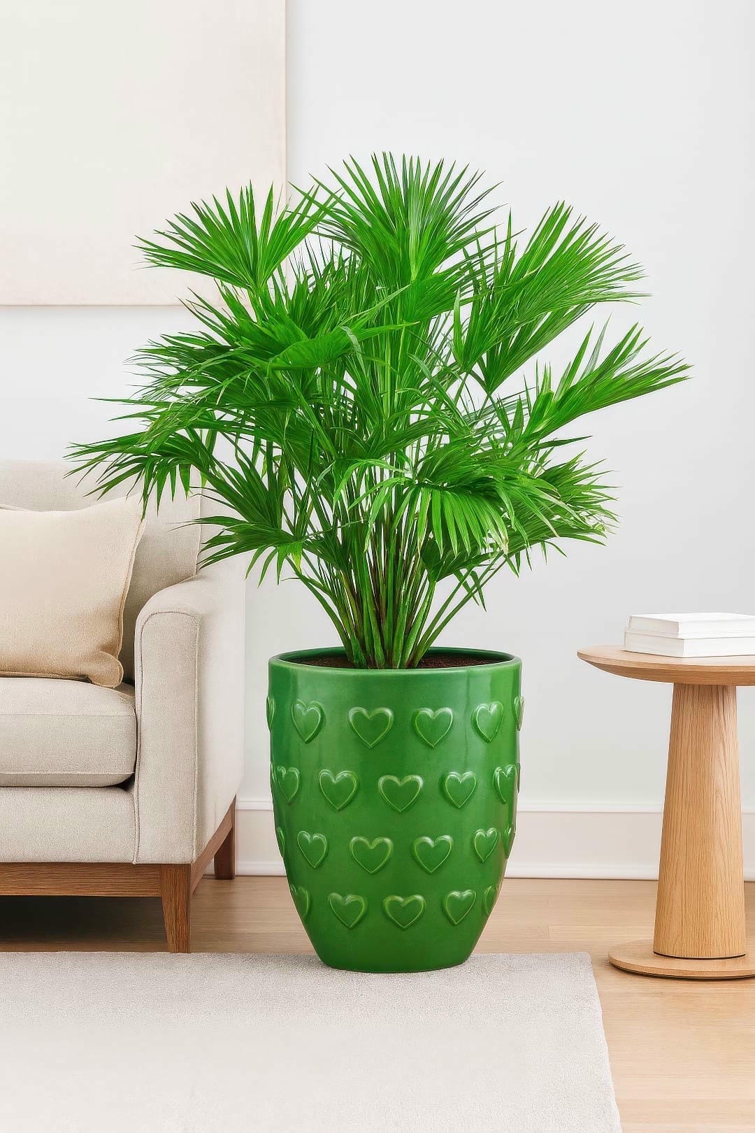 Complete Guide To Chinese Fan Palm Care and Growth