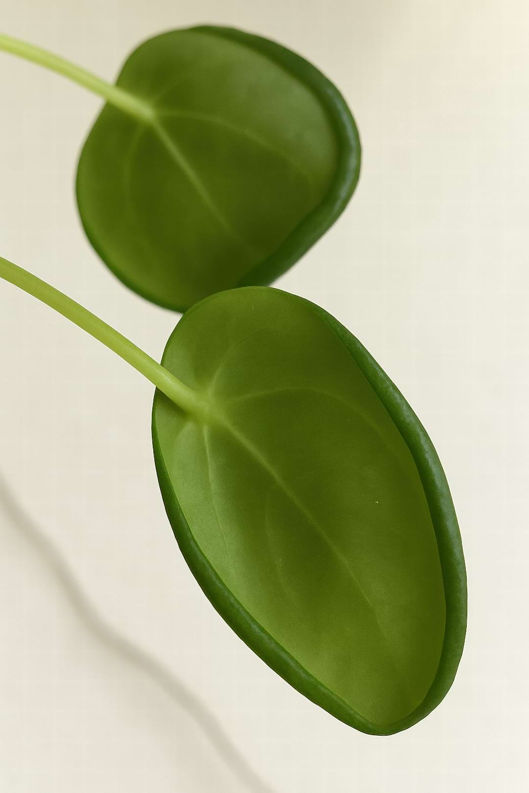 A close-up of a Pilea peperomioides with its characteristic round leaves showing signs of doming and curling.