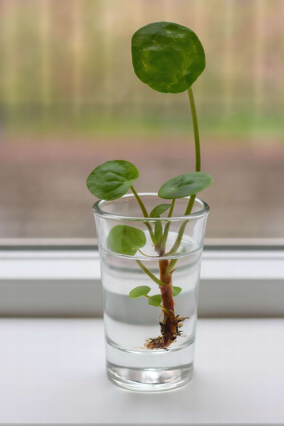 A person's hands carefully separating a small Pilea 'pup' with roots from the base of the mother plant.
