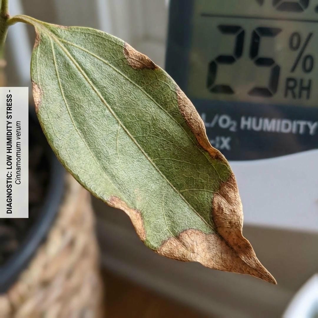 A Cinnamon tree leaf showing crispy brown edges due to low humidity