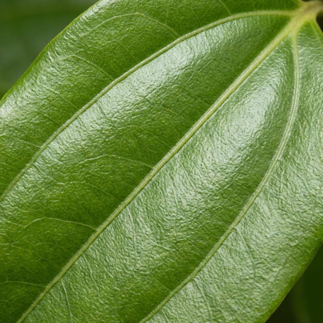 Macro shot showing the three distinctive longitudinal veins on a Cinnamon leaf