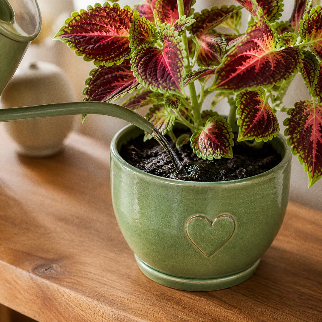 A Coleus being watered at the base from a slender-spouted watering can with the water visibly soaking into rich dark soil, leaves perked up and glossy, in a green ceramic pot with a heart motif