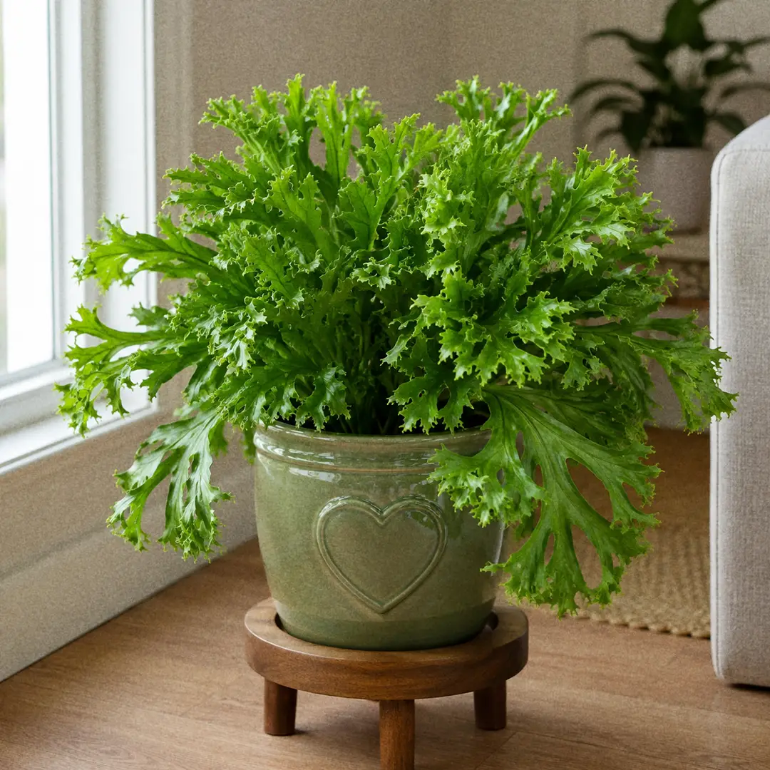Crested Fishtail Fern