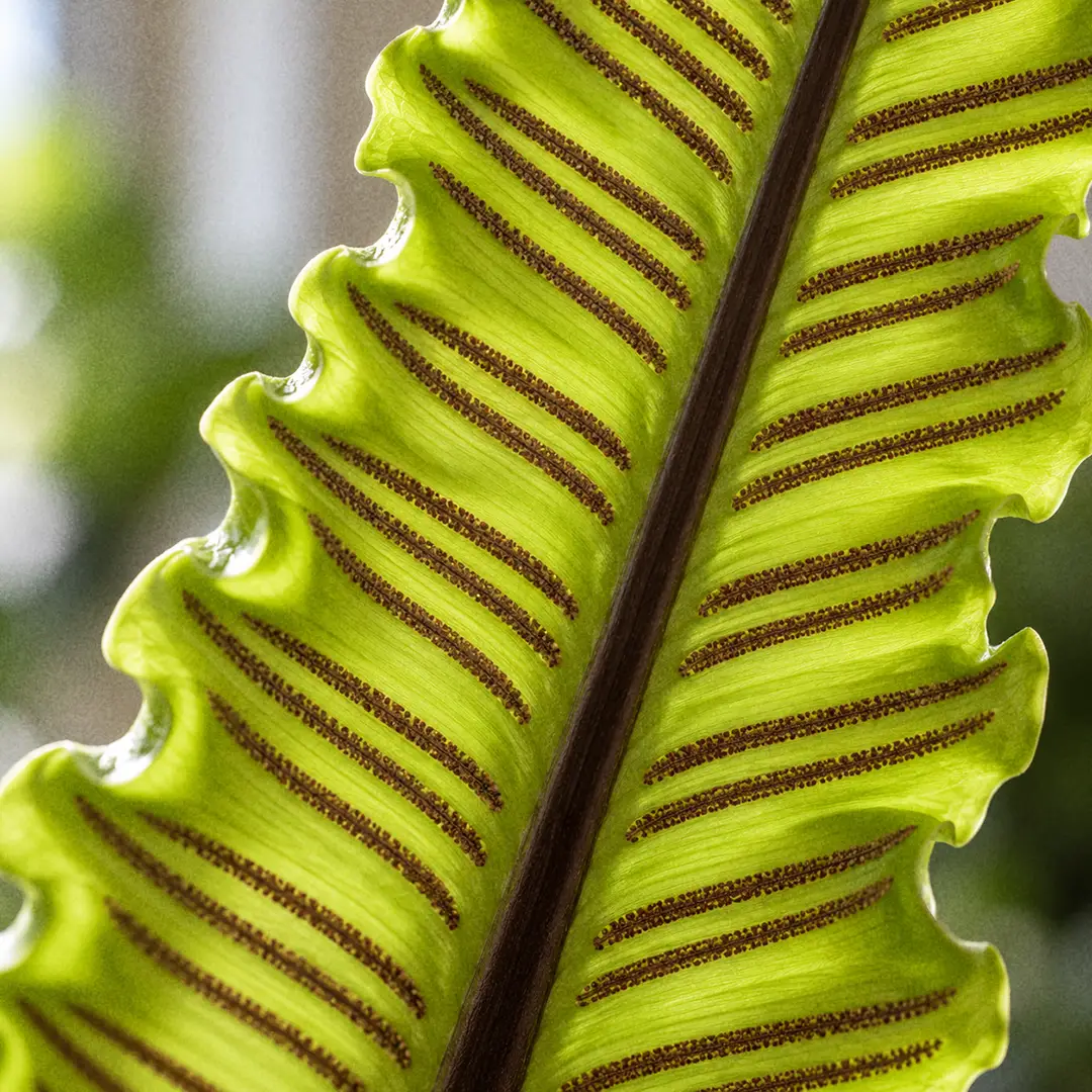 A macro close-up of the underside of a Crispy Wave Fern frond showing neat parallel brown lines of sori running out from the dark midrib along the corrugated ripples