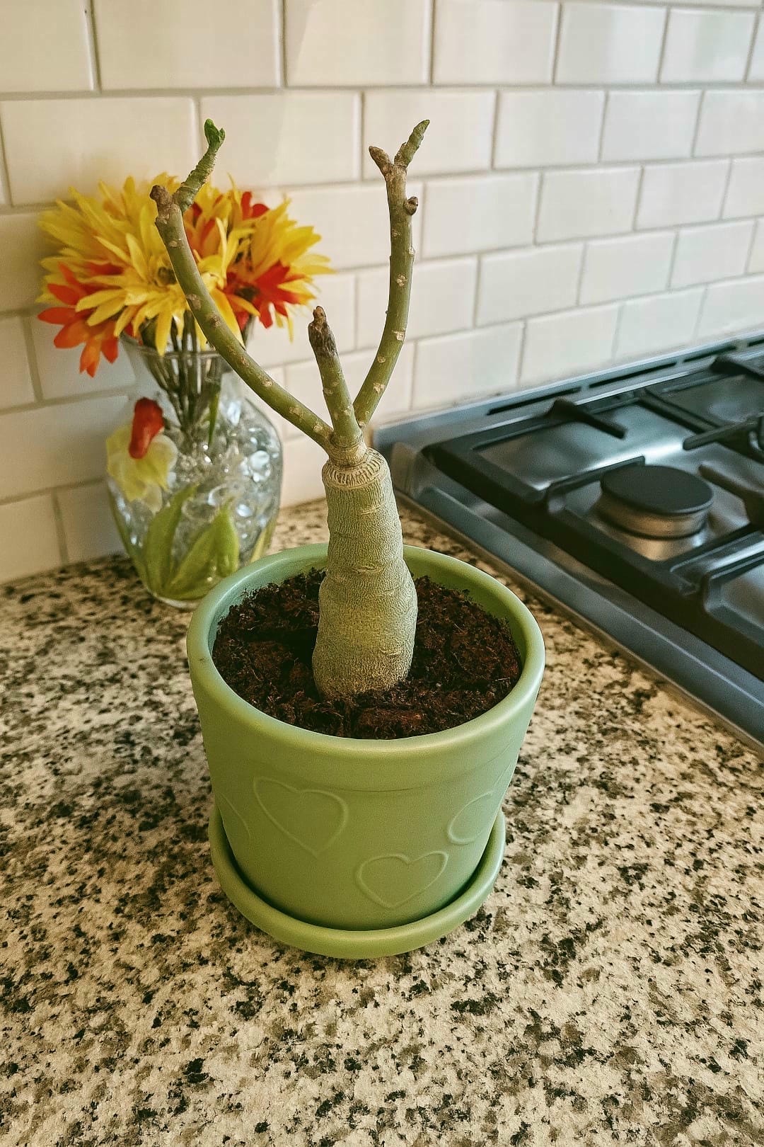 A leafless Desert Rose plant in winter, showing its sculptural caudex and bare branches.