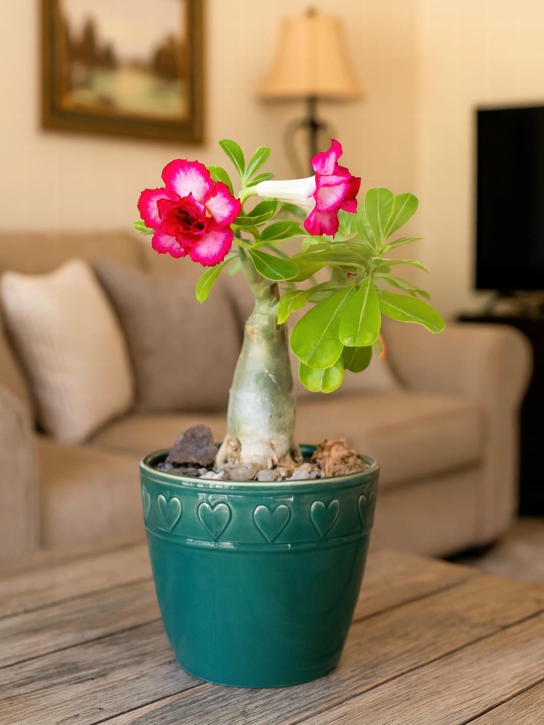 Complete Guide to Desert Rose Care and Growth