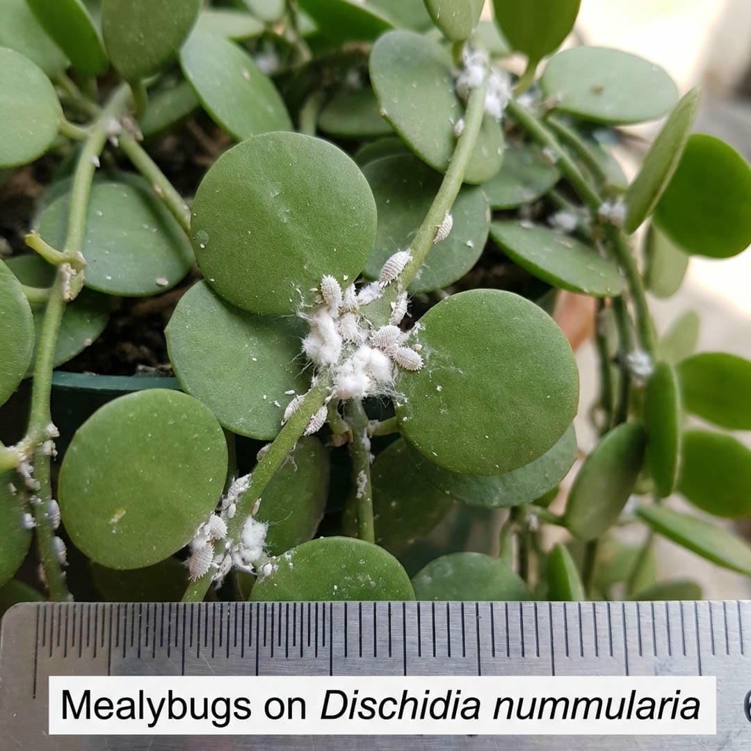 Mealybugs appearing as white cottony spots on Dischidia stems and leaf nodes