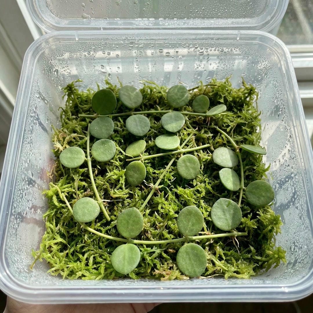 String of Nickels cuttings on a bed of damp sphagnum moss in a prop box