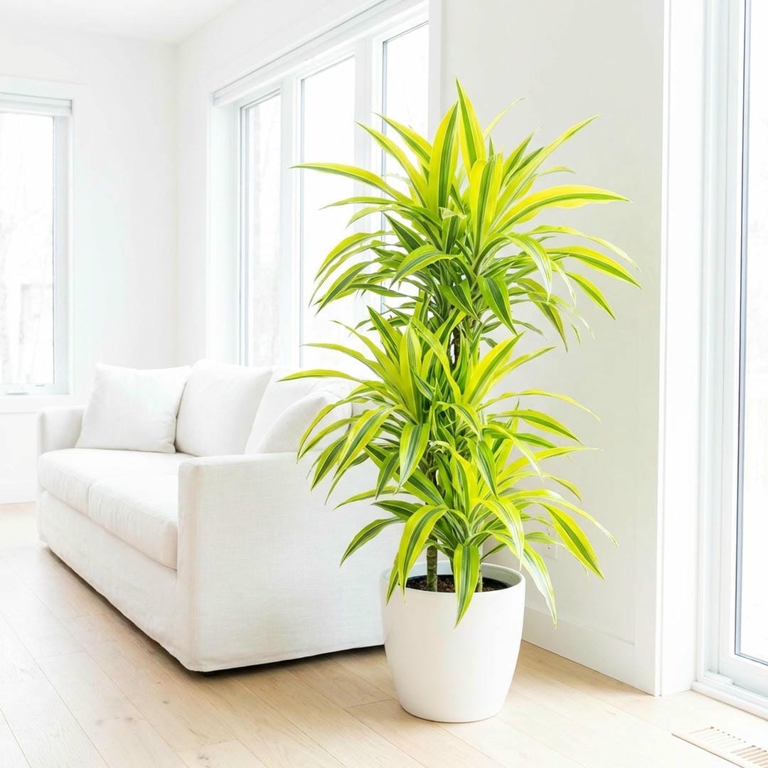 Complete Guide To Lemon Lime Dracaena Care and Growth