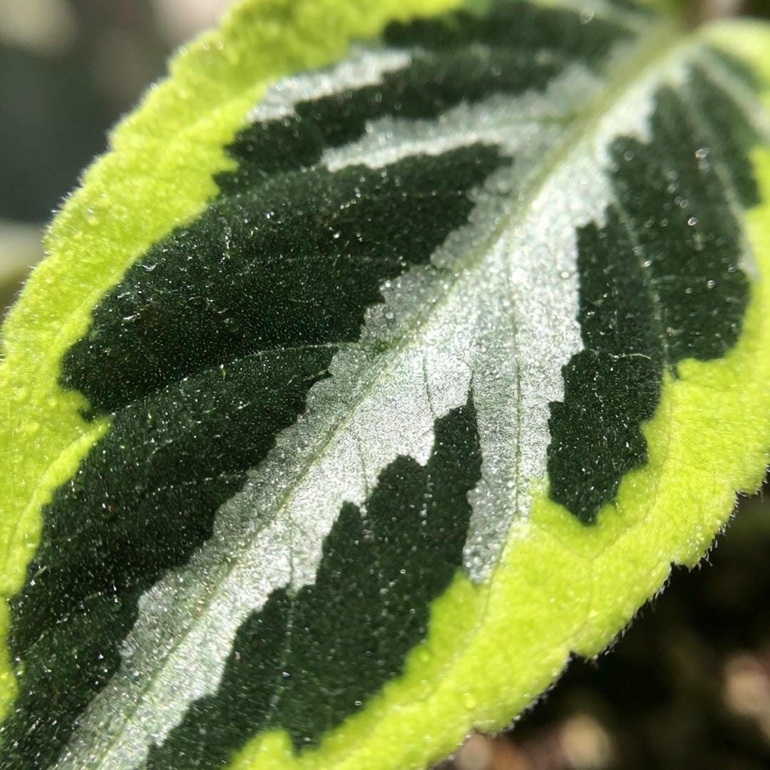 Macro shot showing the three colors of the leaf