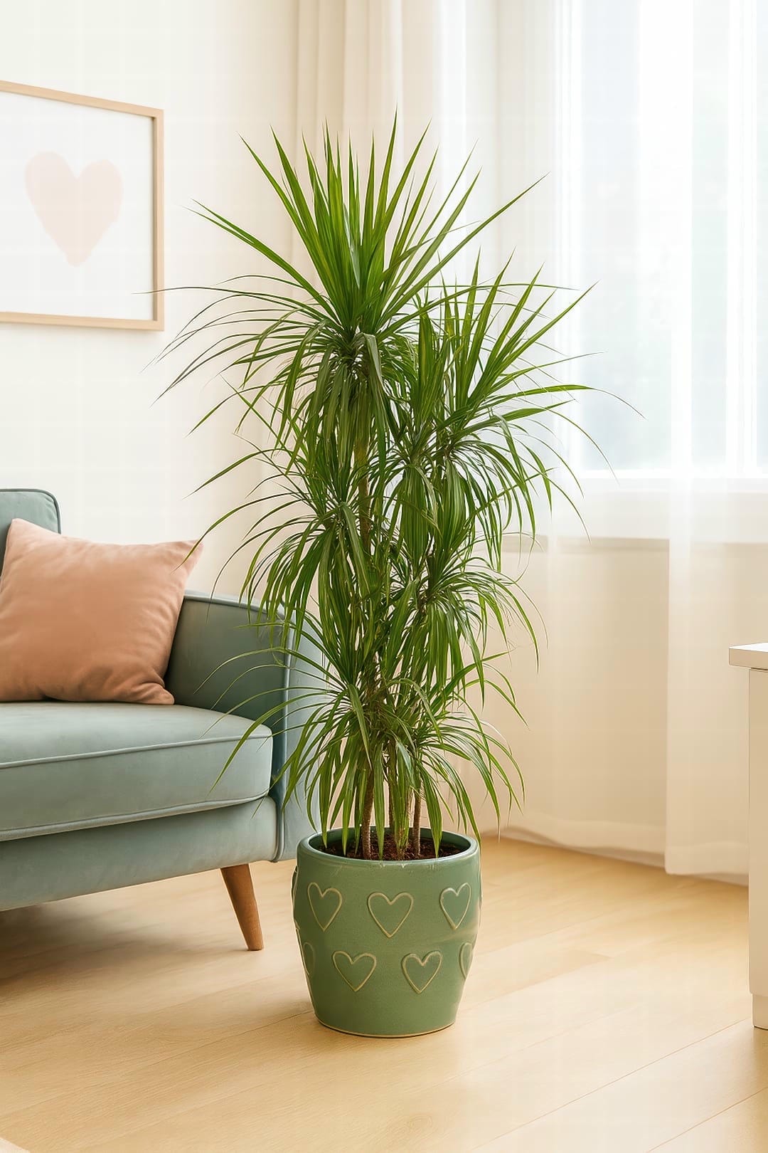 Complete Guide To Dracaena Marginata Care and Growth