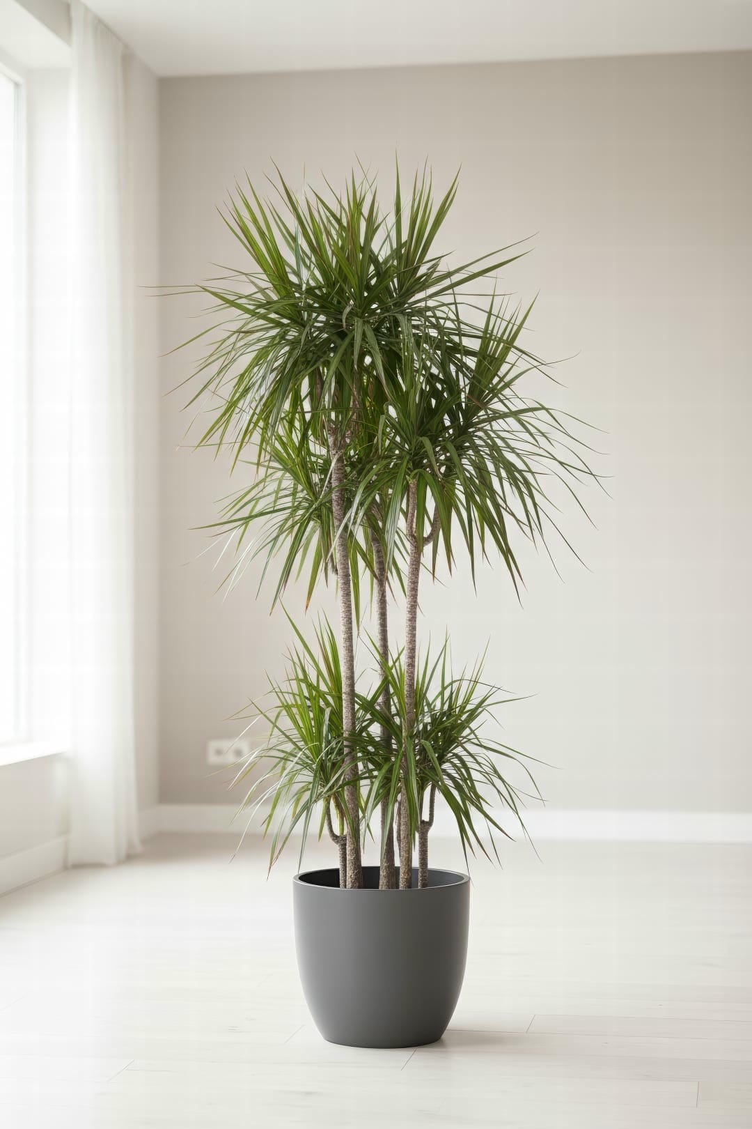 A tall Dracaena marginata in a modern white ceramic pot.