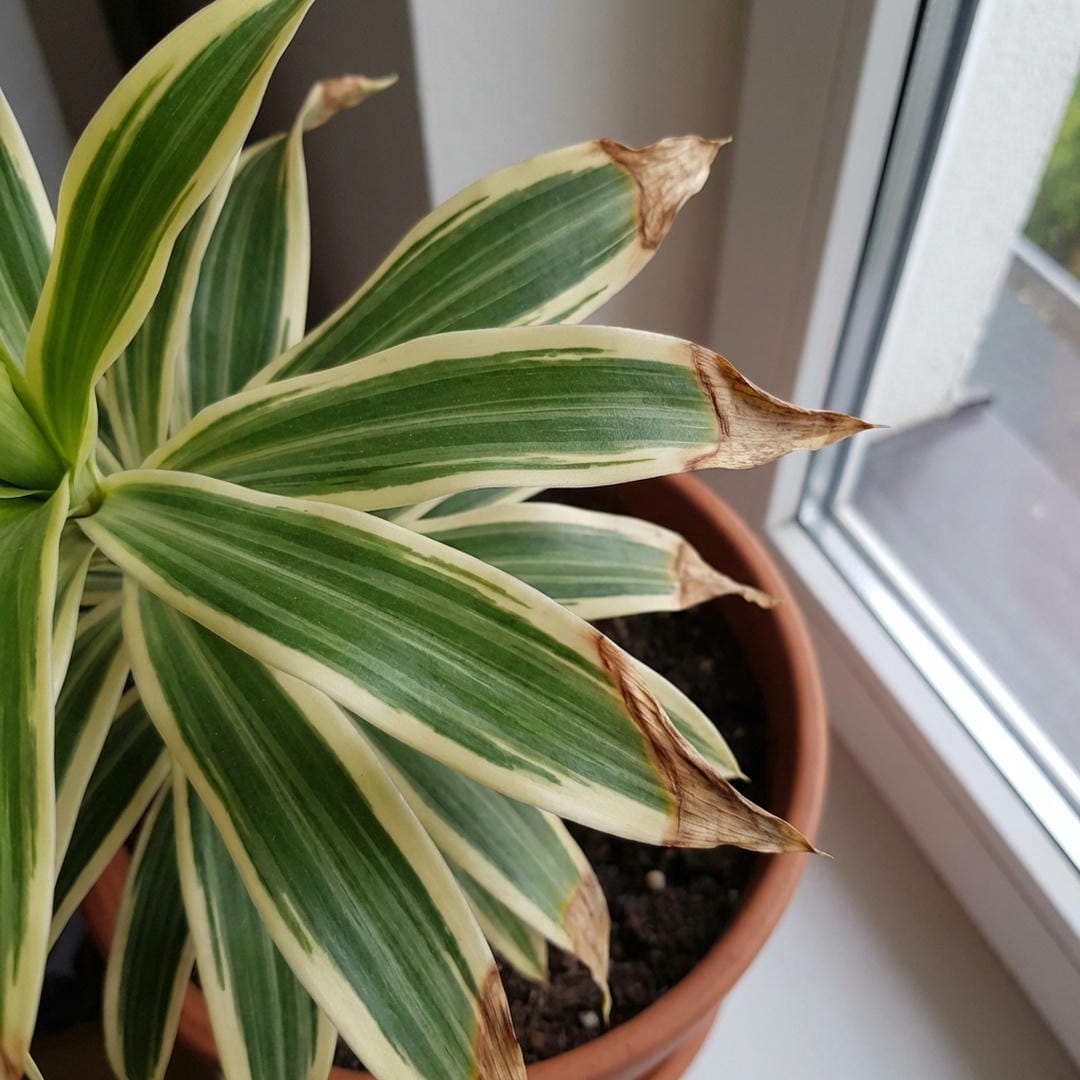 Brown tips on leaves