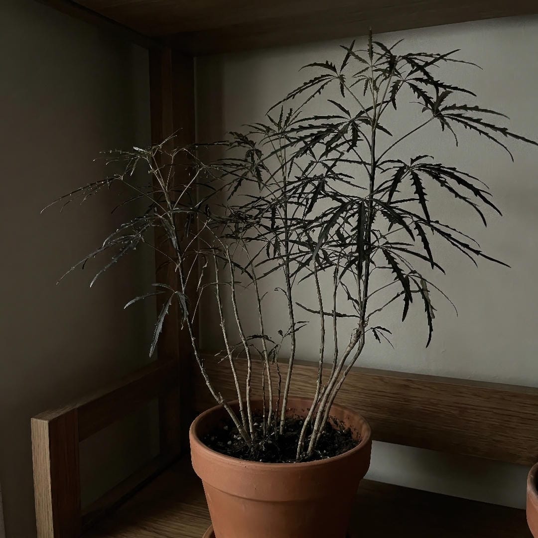 False Aralia showing stretched stems and a sparse canopy from growing in low light.