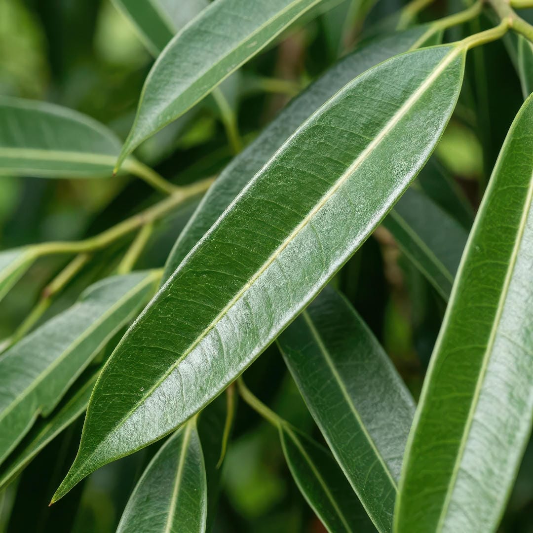 Close-up of the long, narrow leaves of Ficus Alii showing healthy, glossy green foliage.