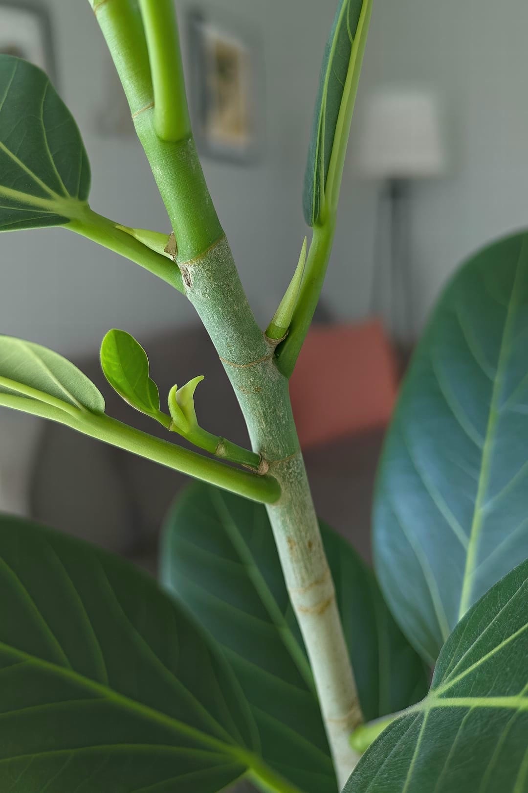 A close-up on the top of a Ficus Audrey branch, showing a new, fuzzy, reddish-bronze leaf bud unfurling.