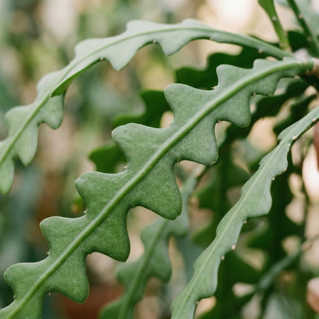 Macro close-up of Fishbone Cactus showing the flat deeply lobed zigzag stems