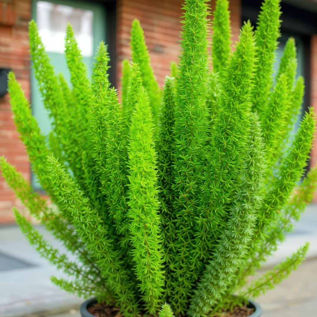 Complete Guide To Foxtail Fern Care and Growth