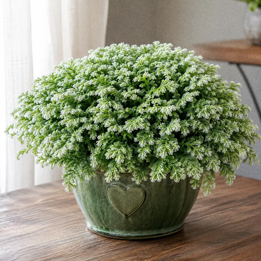Complete Guide to Frosty Fern Care and Growth