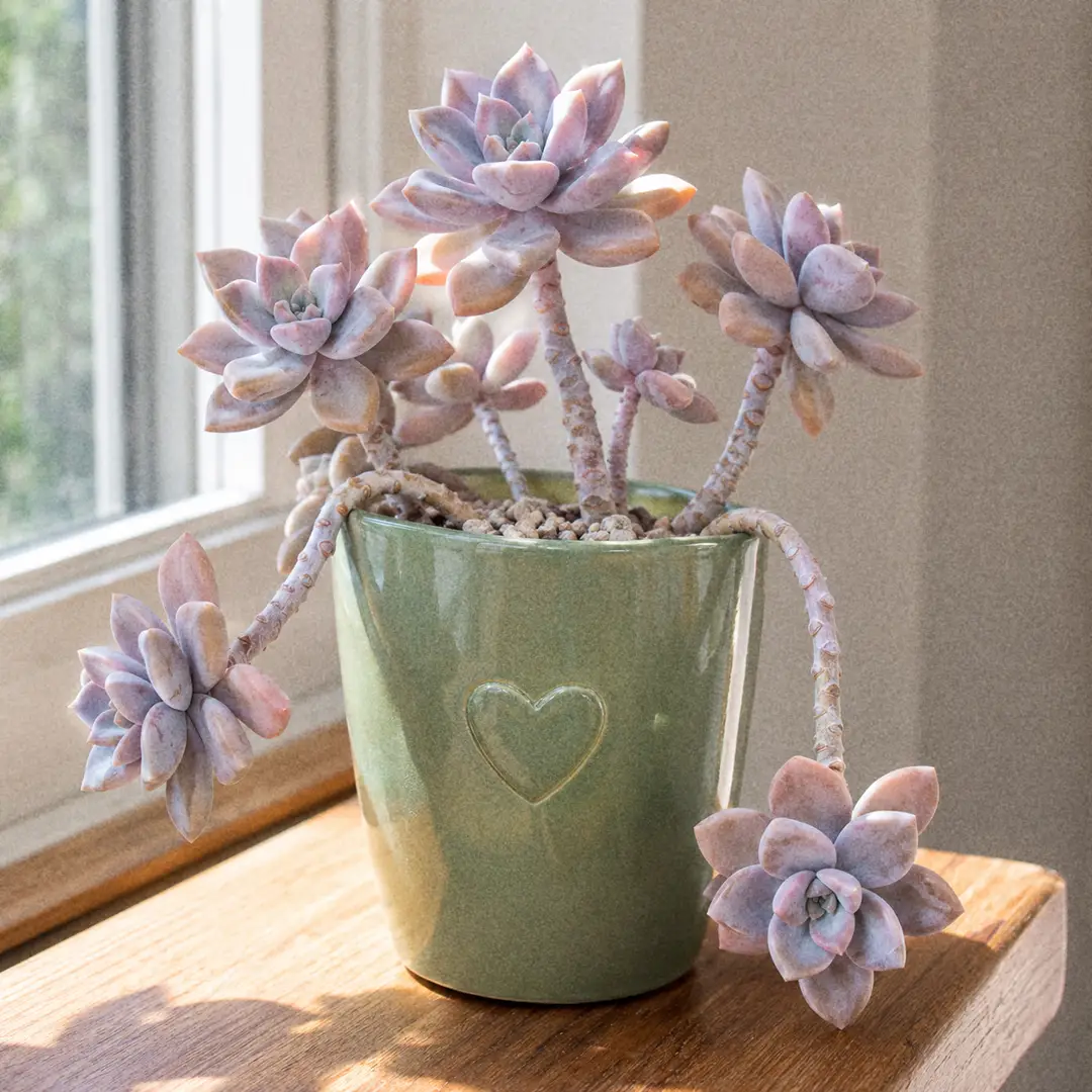 Complete Guide to Ghost Plant Care and Growth