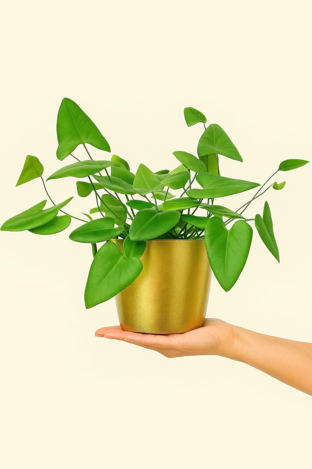 Heart Fern in a decorative gold pot being held