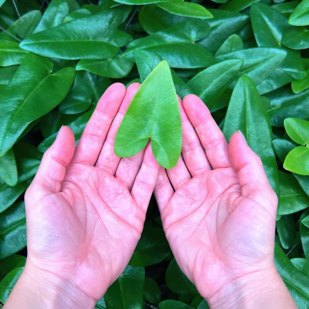 Close-up of a Heart Fern's characteristic heart-shaped leaf
