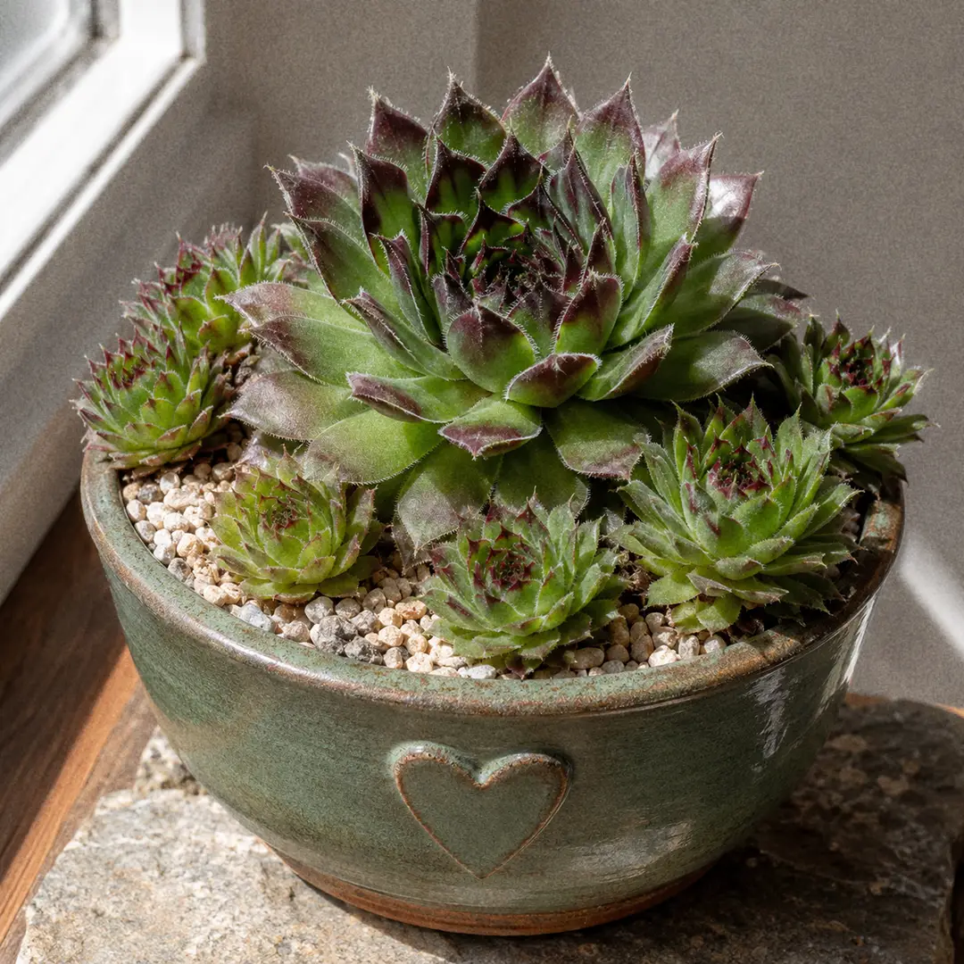 Complete Guide to Hens and Chicks Care and Growth