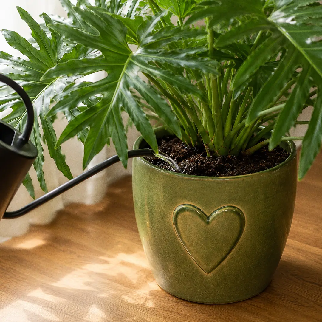 A close-up of a slender-spouted watering can pouring water at the soil line of a Hope Selloum in a green ceramic pot with a heart motif, with droplets visible on the dark soil surface