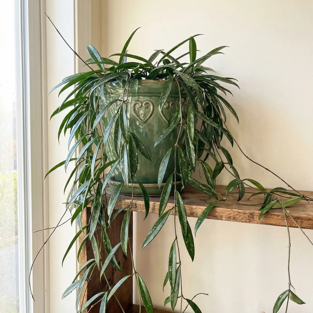 Hoya Pubicalyx