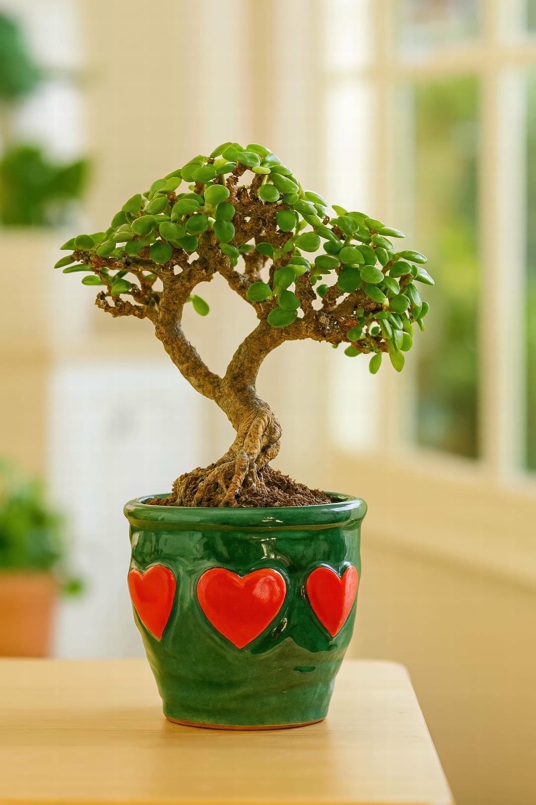 A beautifully pruned Jade Plant being displayed as a bonsai specimen on a wooden table.