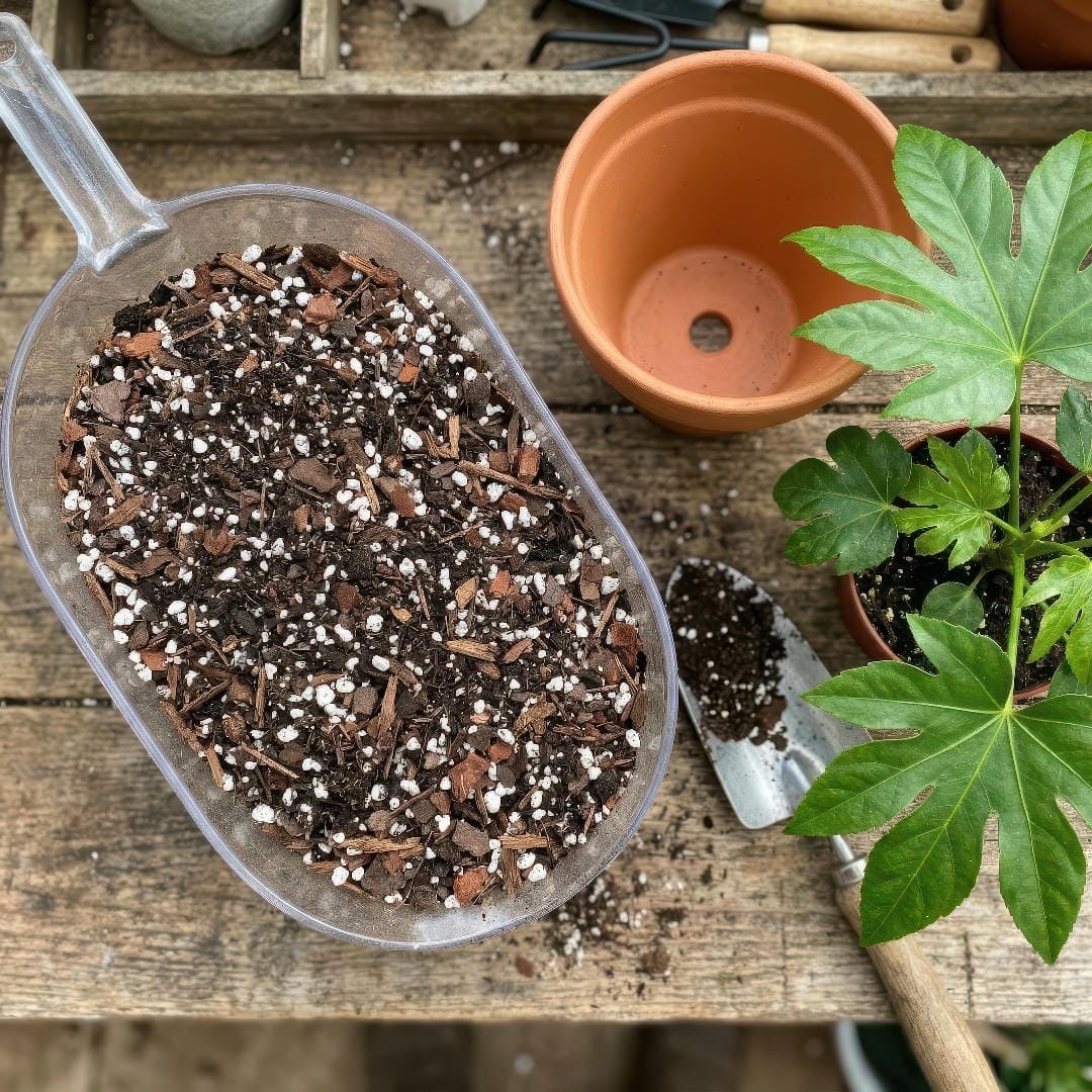 A clean square image of a chunky, airy potting mix for Japanese Aralia with potting soil, bark, and perlite beside a terracotta pot.