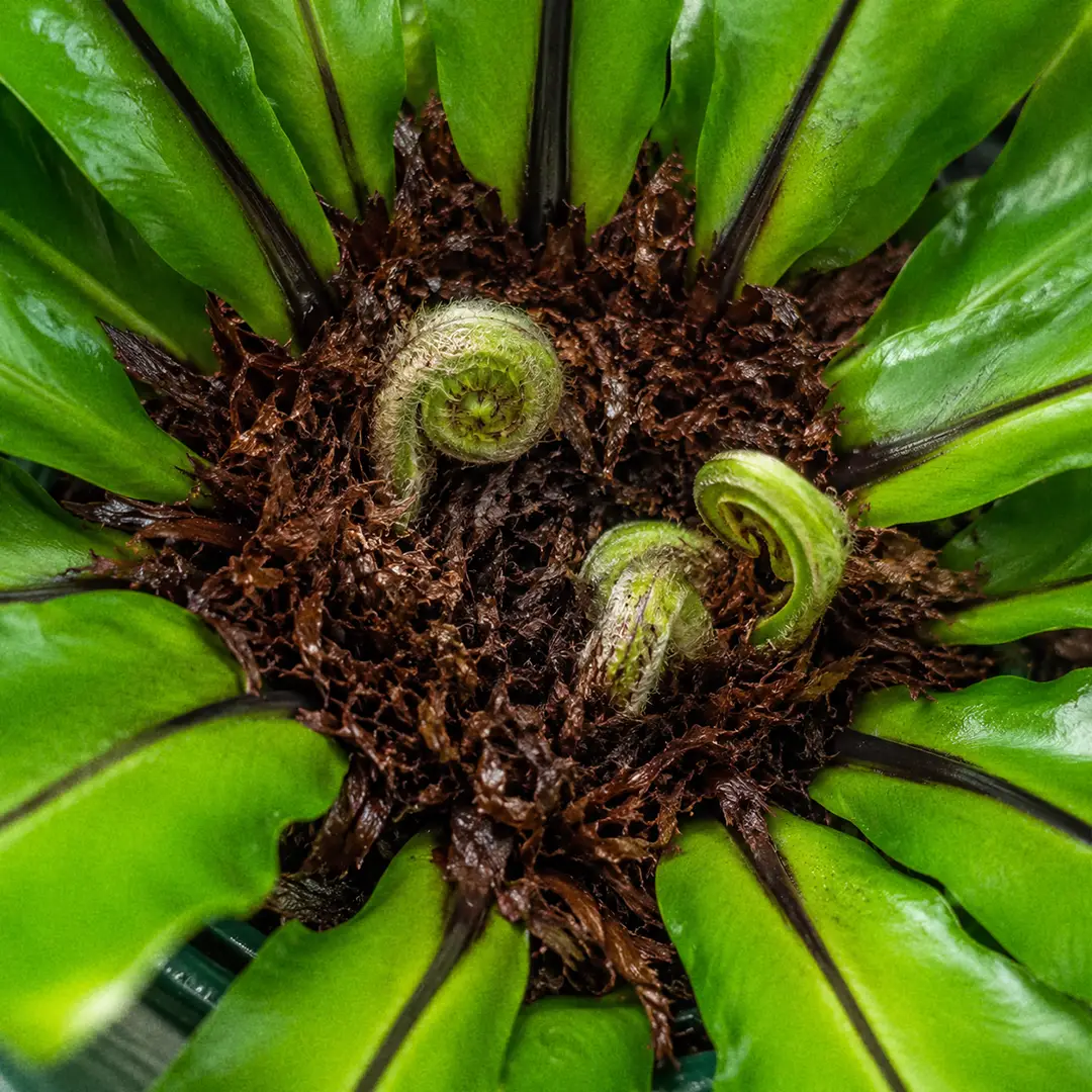 A macro close-up of the fuzzy brown central crown of a Japanese Bird's Nest Fern with several pale green coiled fiddleheads emerging from the centre, surrounded by the bases of glossy mature fronds
