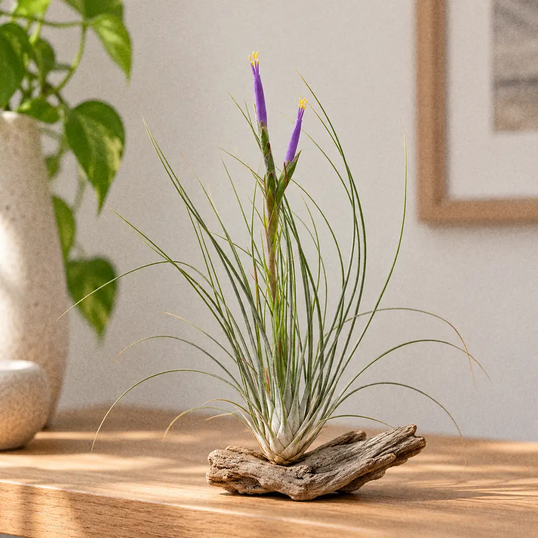 Complete Guide to Juncea Air Plant Care and Growth