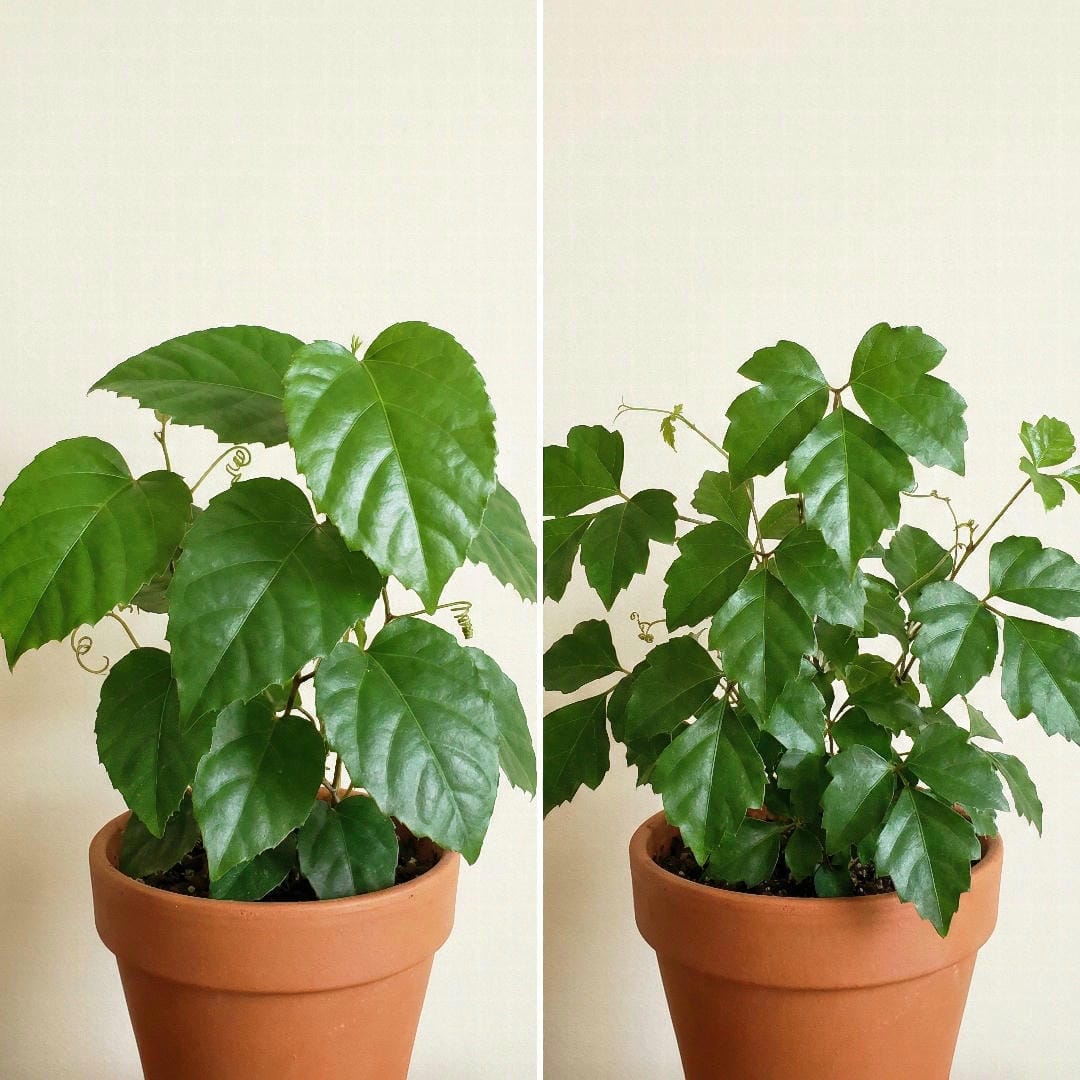 Side by side comparison of Kangaroo Ivy (Cissus antarctica) and Grape Ivy (Cissus rhombifolia) showing the difference in leaf shapes