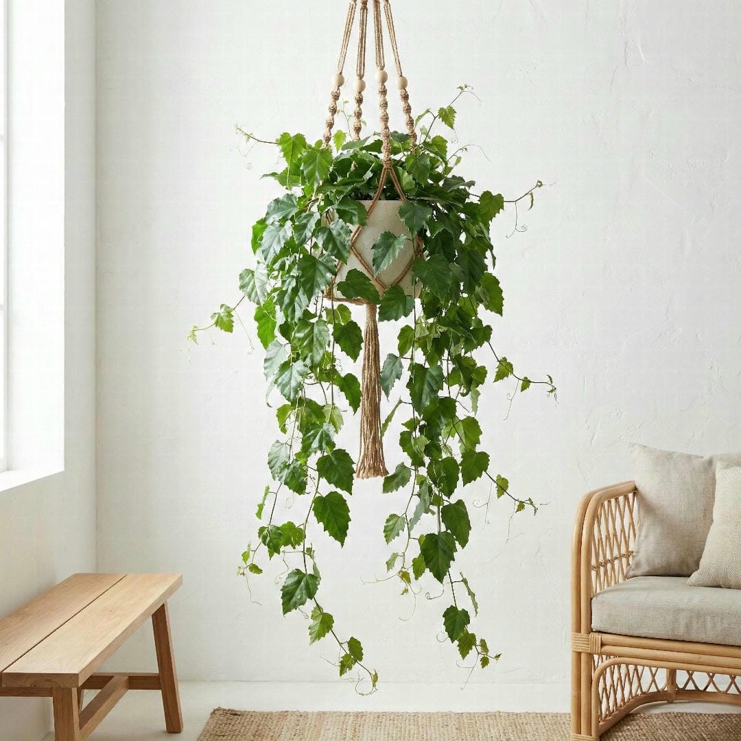 Kangaroo Ivy in a macrame hanging basket with long vines cascading down against a white wall