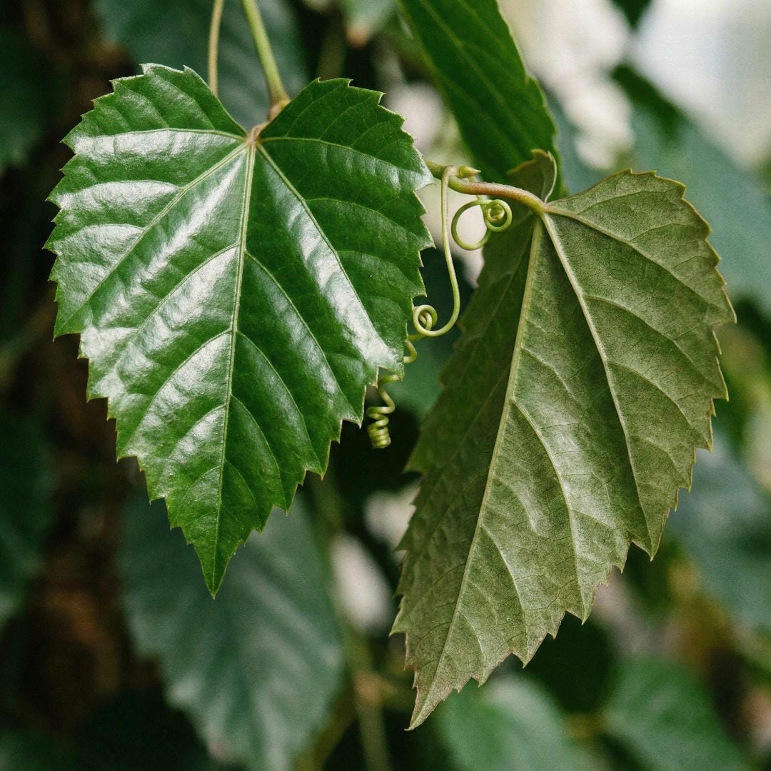 Close-up of healthy Kangaroo Ivy leaf showing the glossy surface and serrated edges