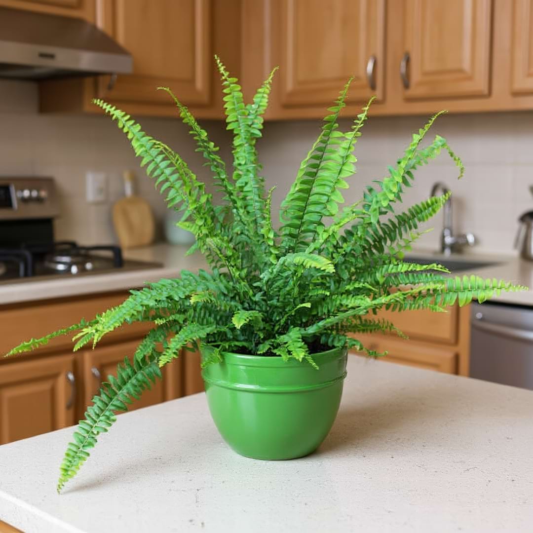 Complete Guide To Kimberley Queen Fern Care and Growth