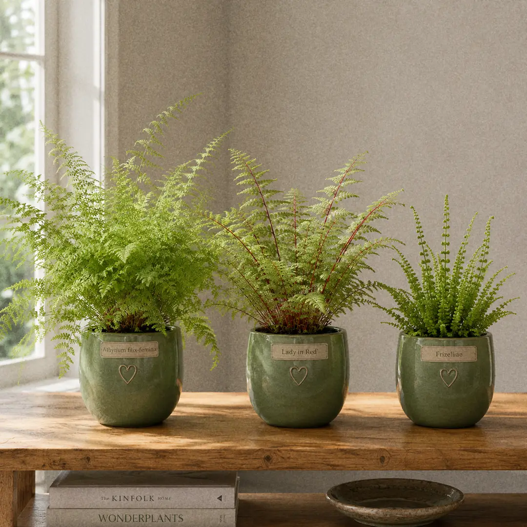 A side-by-side comparison of three Lady Fern varieties on a wooden shelf, each in matching green ceramic pots with heart motifs: the all-green species form on the left, the burgundy-stemmed 'Lady in Red' in the middle, and the unusual narrow-pinned 'Frizelliae' Tatting Fern on the right