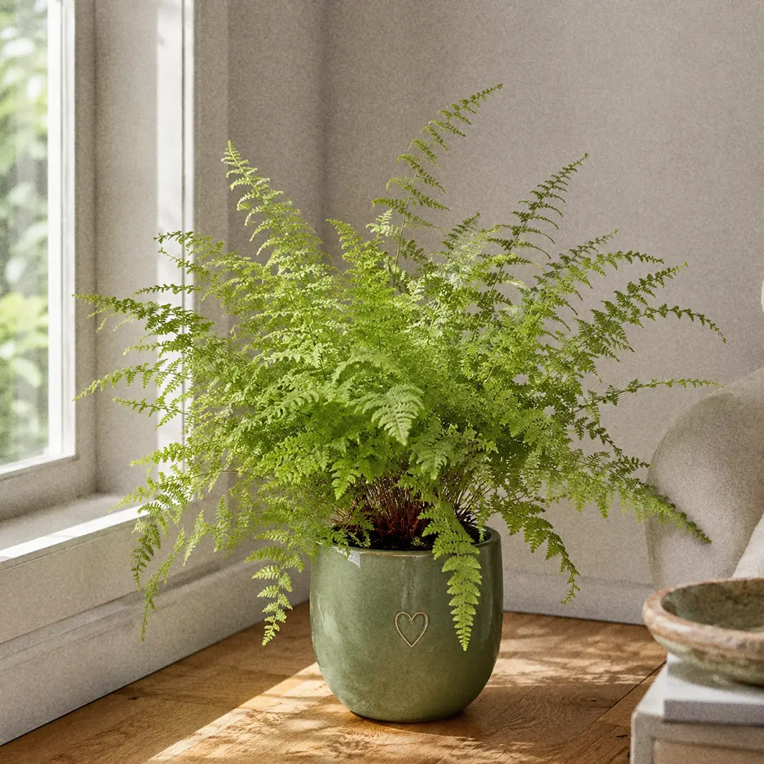 Lady Fern