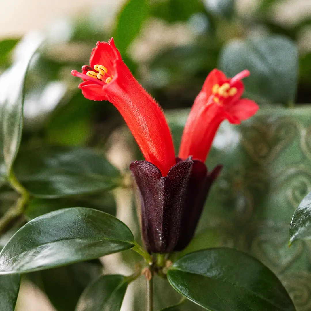 Macro close-up of two scarlet-red tubular Lipstick Plant flowers pushing out of dark maroon calyces at the tip of a glossy green trailing stem, in a green ceramic pot with a heart motif against a softly lit window