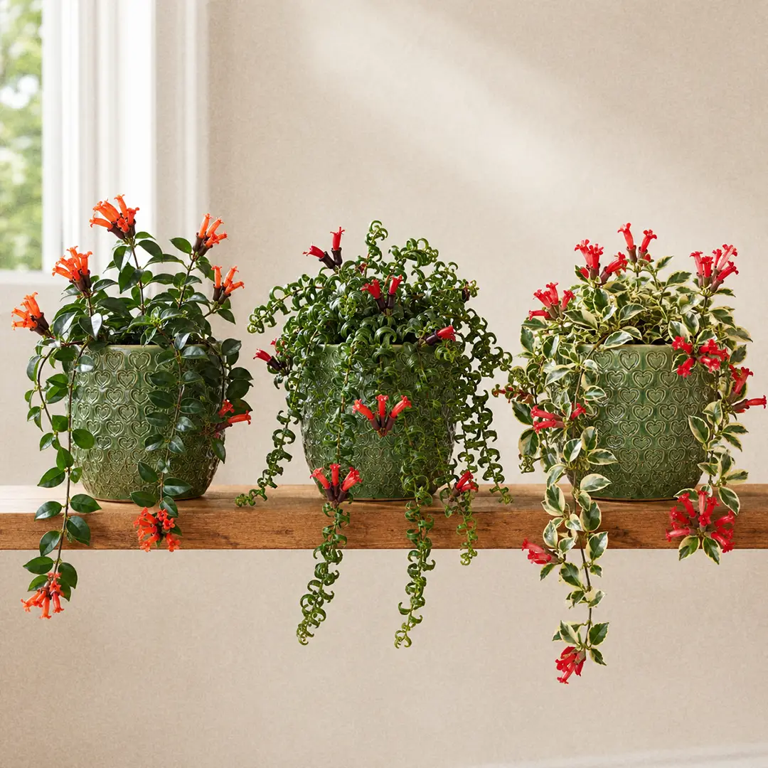 Three Lipstick Plants side by side on a wooden shelf in matching green ceramic pots with heart motifs: a classic scarlet-red flowered cultivar with smooth green leaves, a curly twisted-leaved 'Rasta' cultivar in flower, and a cream-variegated cultivar with red flowers