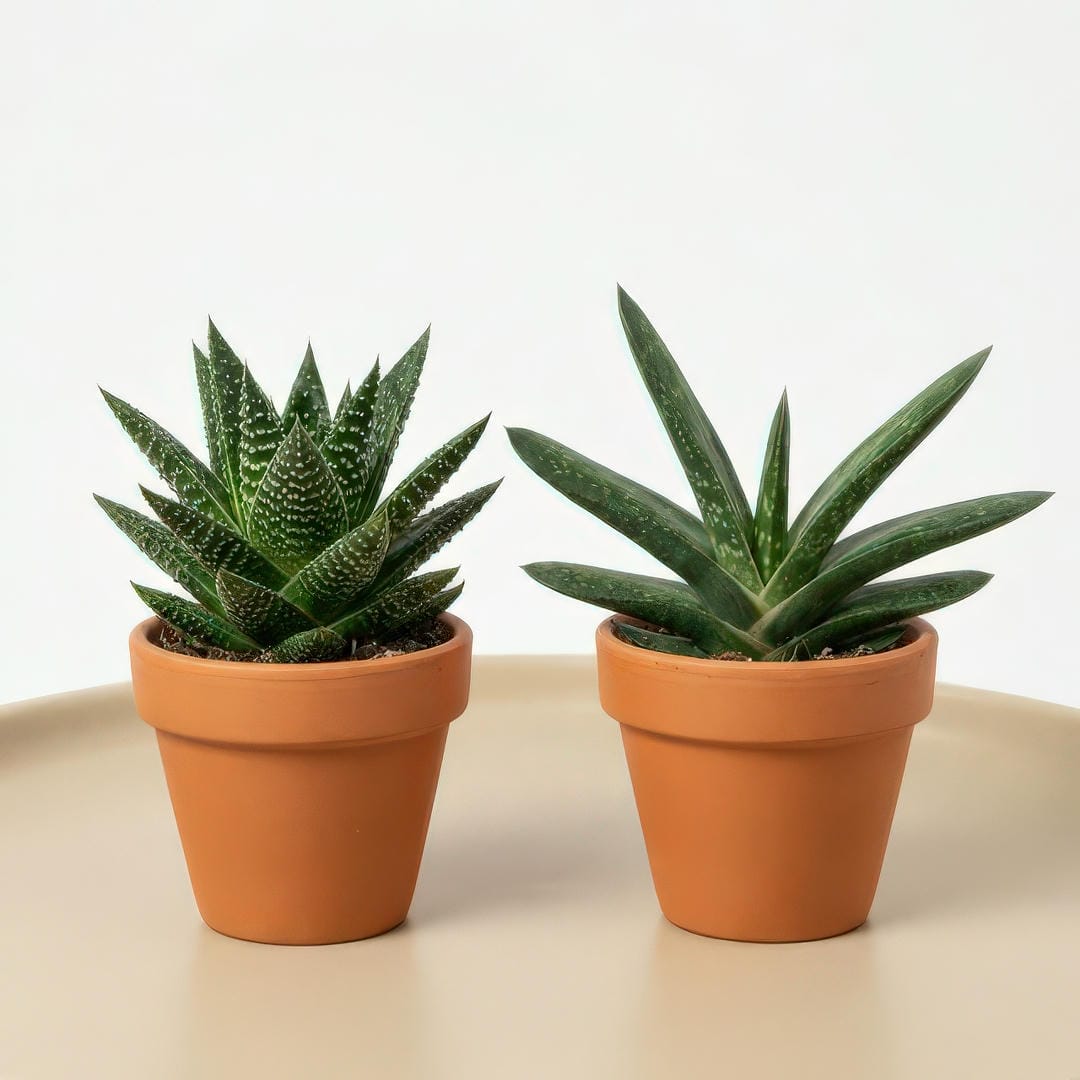 Comparison showing Gasteria Little Warty's compact bumpy form next to a larger smooth-leaved Gasteria species